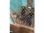 Adopt d-6547 a German Shepherd Dog / Mixed dog in Glen Rose, TX (41426544)