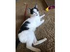 Adopt Poppy a Domestic Shorthair / Mixed (short coat) cat in Fallbrook
