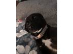 Adopt Zoey a Black Labrador Retriever / Retriever (Unknown Type) / Mixed dog in