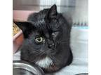 Adopt Timbit a Domestic Short Hair