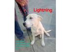 Adopt Lightning a Tricolor (Tan/Brown & Black & White) Shepherd (Unknown Type) /