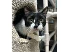 Adopt Alpaca a Domestic Short Hair