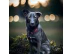 Adopt Zara a Black Shepherd (Unknown Type) / Husky dog in Bellingham