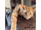 Adopt Ollie (Courtesy Post) a American Shorthair / Mixed cat in Council Bluffs