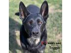 Adopt Trigger (Courtesy Post) a Black German Shepherd Dog / Mixed dog in Council