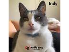 Adopt Indy (Courtesy Post) a Domestic Shorthair / Mixed cat in Council Bluffs