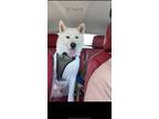 Adopt Kai a White Husky / Samoyed / Mixed dog in Gates Mills, OH (41453324)