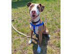 Adopt Marvin a Tan/Yellow/Fawn Bull Terrier / Foxhound / Mixed (short coat) dog