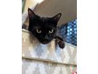 Adopt Zoonie a All Black Domestic Shorthair / Domestic Shorthair / Mixed cat in