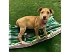Adopt Pixel a Tan/Yellow/Fawn American Pit Bull Terrier / Mixed dog in Kenedy