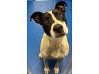 Adopt Piper a White Border Collie / Australian Cattle Dog / Mixed (short coat)