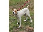 Adopt SATURN a White Hound (Unknown Type) / Mixed dog in Clinton, NC (41453292)