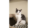Adopt Sellie a Gray or Blue Domestic Shorthair / Domestic Shorthair / Mixed cat