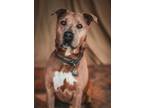 Adopt Tyrus a Pit Bull Terrier, Mixed Breed