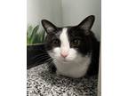 Adopt Yogi a Domestic Short Hair