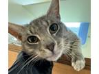 Adopt Cosmo-PRE ADOPTED a Gray or Blue Domestic Shorthair / Domestic Shorthair /