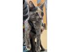 Adopt Harley- ADOPTED a Gray or Blue Domestic Shorthair / Domestic Shorthair /