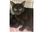 Adopt Wonton24 a All Black Domestic Shorthair (short coat) cat in Milwaukee