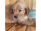 Golden Retriever Puppy for sale in Anderson, SC, USA