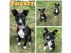 Adopt Chance - NN a Labrador Retriever / Mixed dog in Pierceton, IN (41437046)