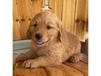 Golden Retriever Puppy for sale in Anderson, SC, USA