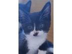 Adopt Coco - Dove a Black & White or Tuxedo Maine Coon (short coat) cat in Moses