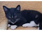 Adopt Coco - Lindt a Black & White or Tuxedo Maine Coon (short coat) cat in