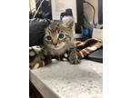 Adopt Prince Charming a Brown Tabby Domestic Shorthair / Mixed Breed (Medium) /