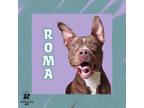 Adopt Roma a Brown/Chocolate Mixed Breed (Large) / Mixed dog in Ashtabula