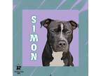Adopt Simon a Black Mixed Breed (Small) / Mixed Breed (Medium) / Mixed (short
