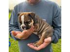 Bulldog Puppy for sale in Canton, TX, USA
