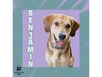 Adopt Benjamin a Black Mixed Breed (Large) / Mixed dog in Ashtabula