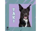 Adopt Taki a Black Mixed Breed (Large) / Mixed dog in Ashtabula, OH (41439419)
