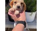 Basset Hound Puppy for sale in Hesperia, CA, USA