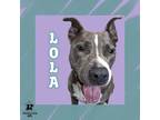 Adopt Lola a Gray/Blue/Silver/Salt & Pepper Mixed Breed (Large) / Mixed dog in
