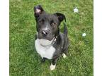 Adopt Chance a Black Boxer / Border Collie / Mixed (short coat) dog in Kingston