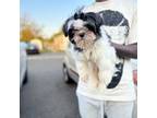 Shih Tzu Puppy for sale in Wyandotte, MI, USA