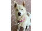Adopt Niebla a Tan/Yellow/Fawn - with White Husky / Mixed dog in San Pablo