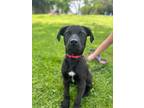 Adopt Archie a Black Shepherd (Unknown Type) dog in Berkeley Heights