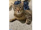Adopt Walter a Brown Tabby Tabby / Mixed (short coat) cat in Kansas City