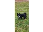 Adopt Martin a Black - with White Pomsky / Mixed dog in Hoagland, IN (41416176)
