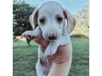Dachshund Puppy for sale in Royston, GA, USA