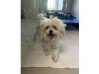 Adopt Sparky a Shih Tzu / Bichon Frise / Mixed dog in Port McNicoll