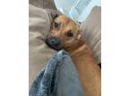 Adopt Elena a Brown/Chocolate American Staffordshire Terrier / Belgian Malinois