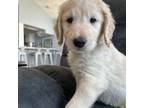 Goldendoodle Puppy for sale in Hopkinton, IA, USA