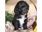 Mutt Puppy for sale in Westminster, CO, USA