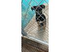 Adopt d-6542 a German Shepherd Dog / Mixed dog in Glen Rose, TX (41426539)