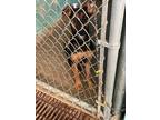 Adopt d-6541 a German Shepherd Dog / Mixed dog in Glen Rose, TX (41426538)
