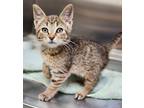 Adopt Sweetie a Brown or Chocolate Domestic Shorthair / Domestic Shorthair /