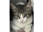 Adopt Gia a White Domestic Shorthair / Domestic Shorthair / Mixed (short coat)